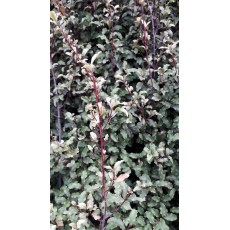 Myrsine australis Myrsine australis